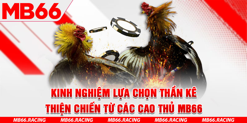 Kinh nghiệm lựa chọn thần kê thiện chiến từ các cao thủ MB66